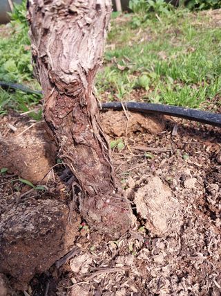 이옥신님의 포도 · 병해충상담 작성글 사진