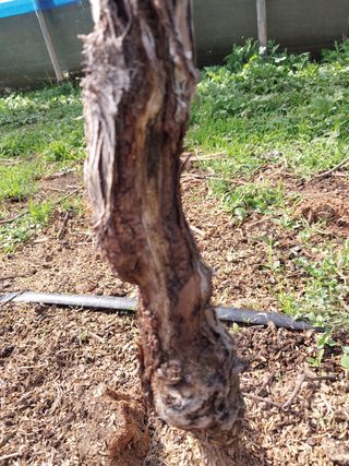 이옥신님의 포도 · 병해충상담 작성글 사진