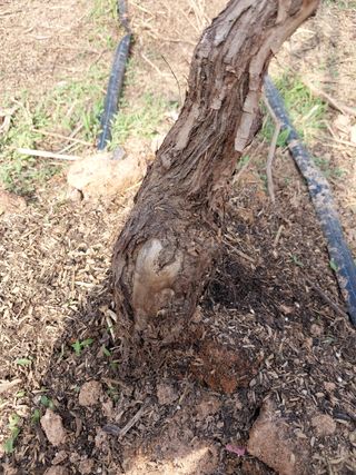 이옥신님의 포도 · 병해충상담 작성글 사진