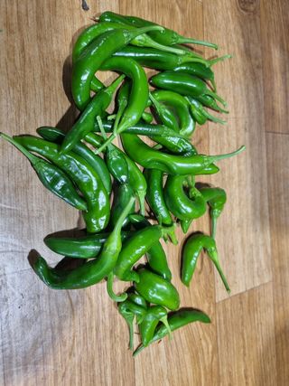 강종근님의 고추 · 병해충상담 작성글 사진