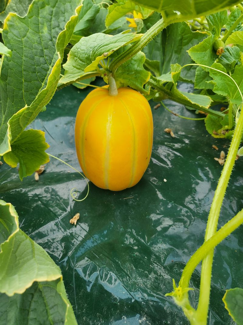 장터 상품 [성주참외10kg팜니다.] 썸네일