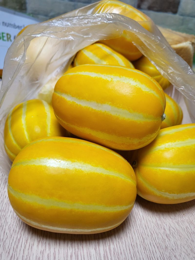 아들만셋 ♡님의 장터 판매 상품 [성주참외10kg팜니다.] 첨부 사진