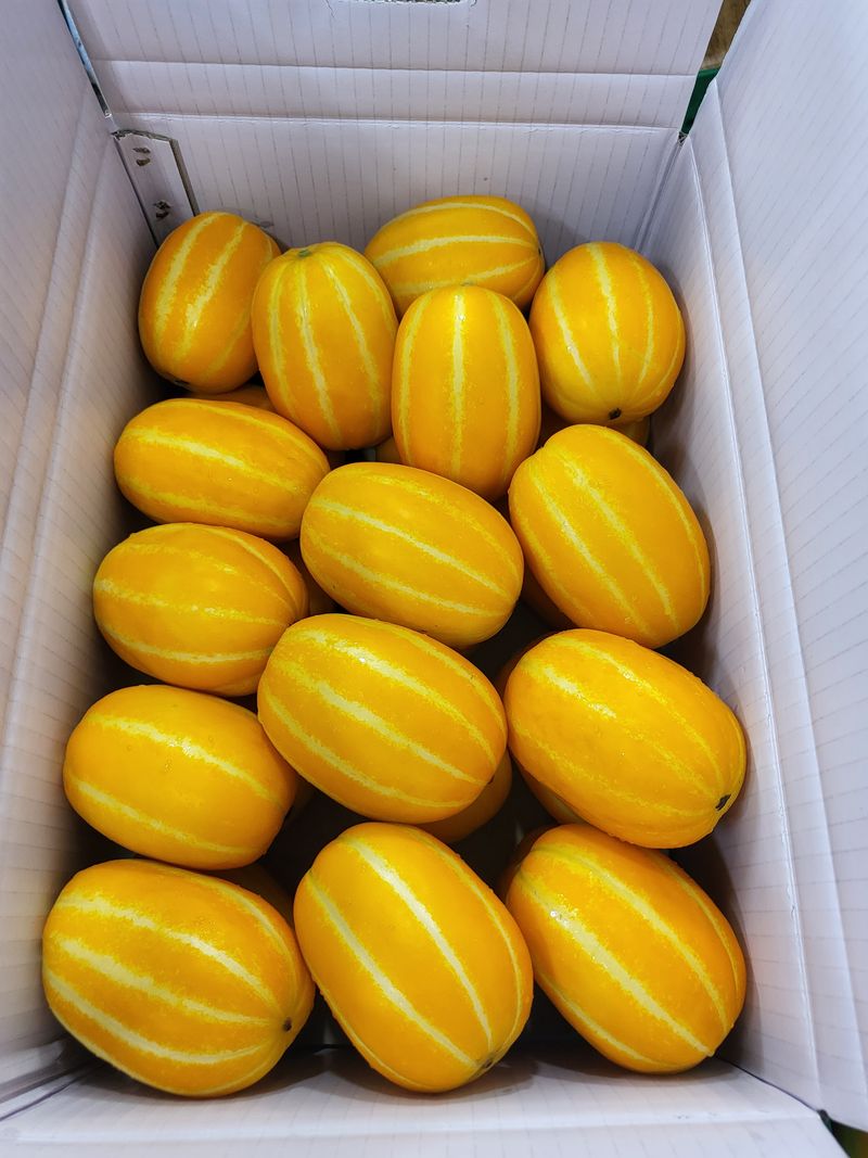 아들만셋 ♡님의 장터 판매 상품 [성주참외10kg팜니다.] 첨부 사진