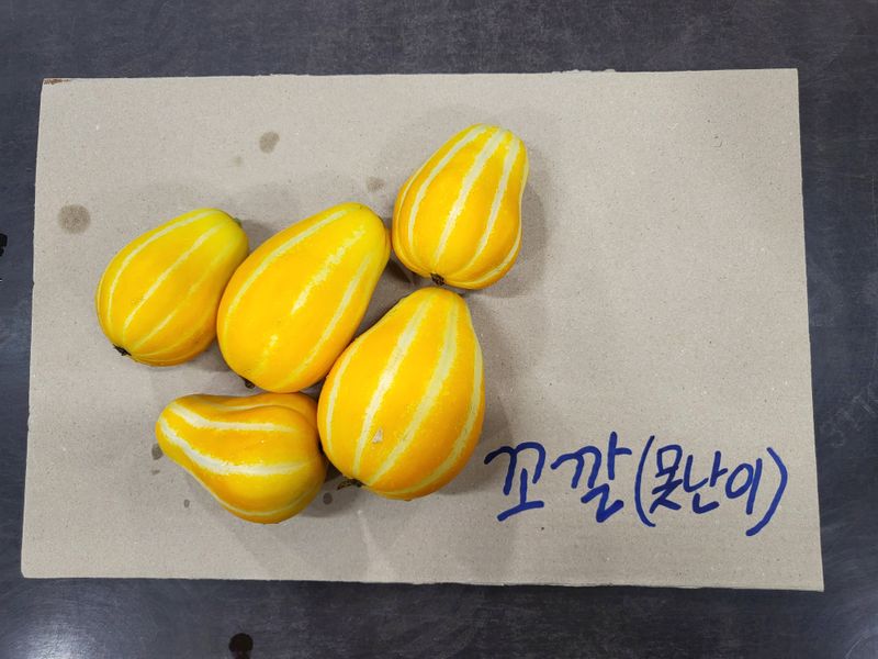 아들만셋 ♡님의 장터 판매 상품 [성주참외10kg팜니다.] 첨부 사진