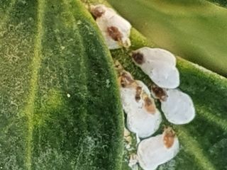 프리로더님의 기타작물 · 병해충상담 작성글 사진