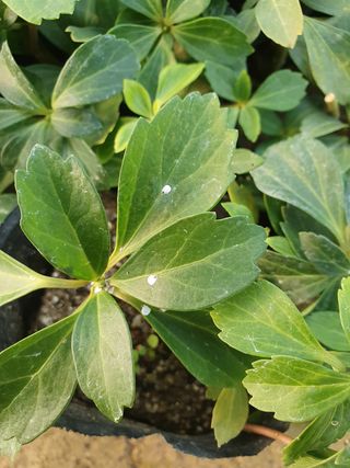 프리로더님의 기타작물 · 병해충상담 작성글 사진