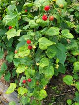 팜모닝 딸기·병해충상담 게시글 이미지