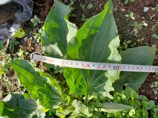 알 수 없음님의 기타작물 · 자유게시판 작성글 사진