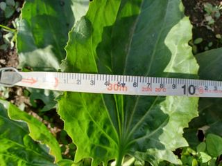 알 수 없음님의 기타작물 · 자유게시판 작성글 사진