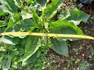 알 수 없음님의 기타작물 · 자유게시판 작성글 사진