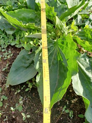 알 수 없음님의 기타작물 · 자유게시판 작성글 사진