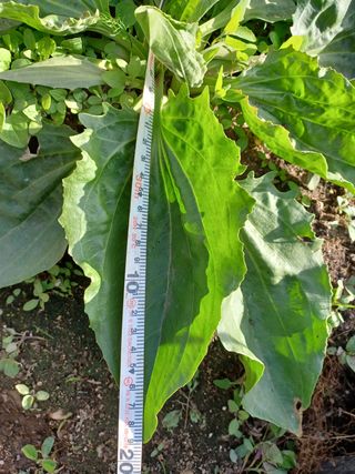 알 수 없음님의 기타작물 · 자유게시판 작성글 사진