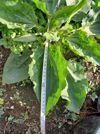 알 수 없음님의 기타작물 · 자유게시판 작성글 사진