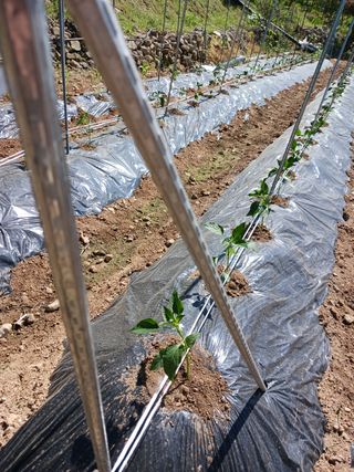 덕촌님의 고추 · 지주설치•유인•성장 작성글 사진