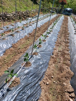 덕촌님의 고추 · 지주설치•유인•성장 작성글 사진