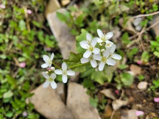 자연농원 순 강재옥님의 자유주제 · 자유게시판 작성글 사진