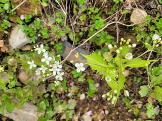 자연농원 순 강재옥님의 자유주제 · 자유게시판 작성글 사진