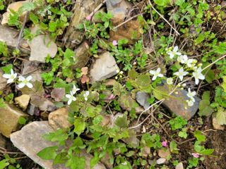 자연농원 순 강재옥님의 자유주제 · 자유게시판 작성글 사진
