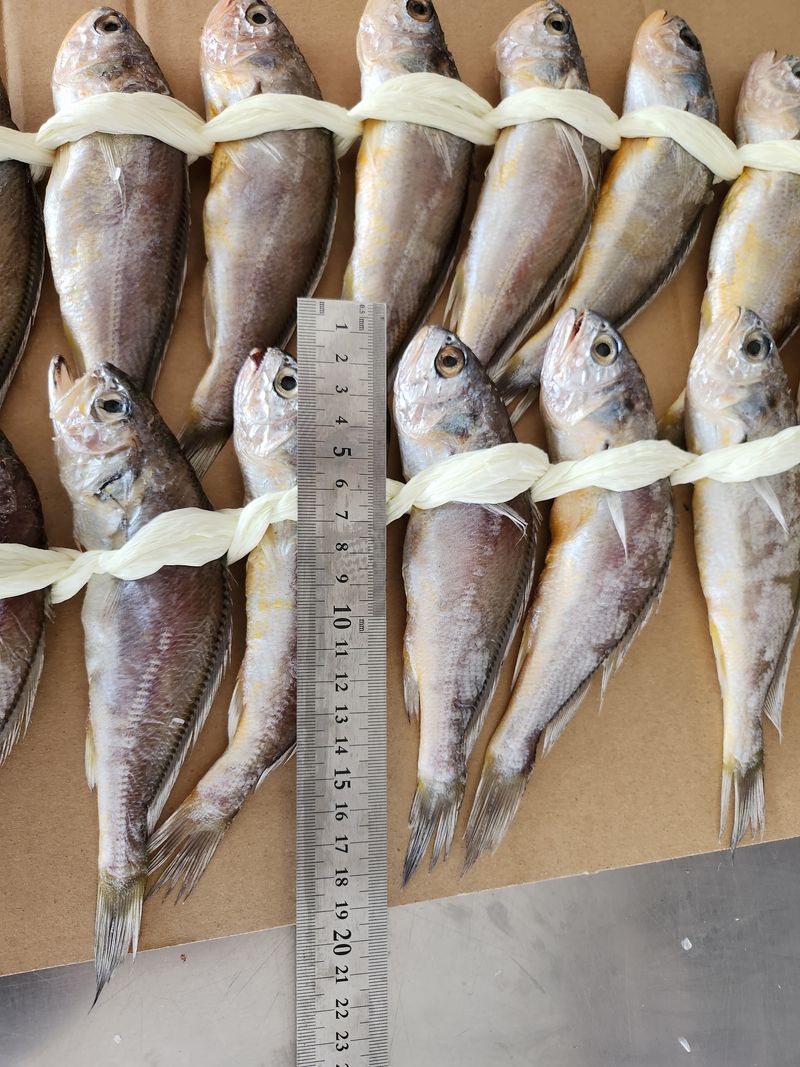 매일굴비센타 님의 장터 판매 상품 [영광굴비   20미 1.500내외~] 첨부 사진