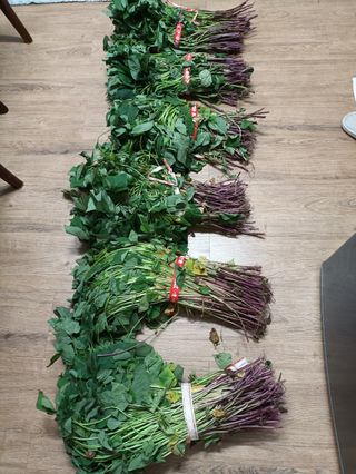 이미숙님의 고구마 · 자유게시판 작성글 사진