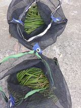 팜모닝 기타작물·자유게시판 게시글 이미지