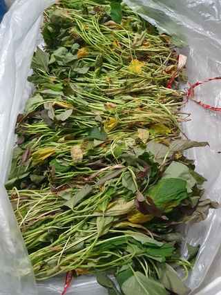 가치님의 고구마 · 자유게시판 작성글 사진