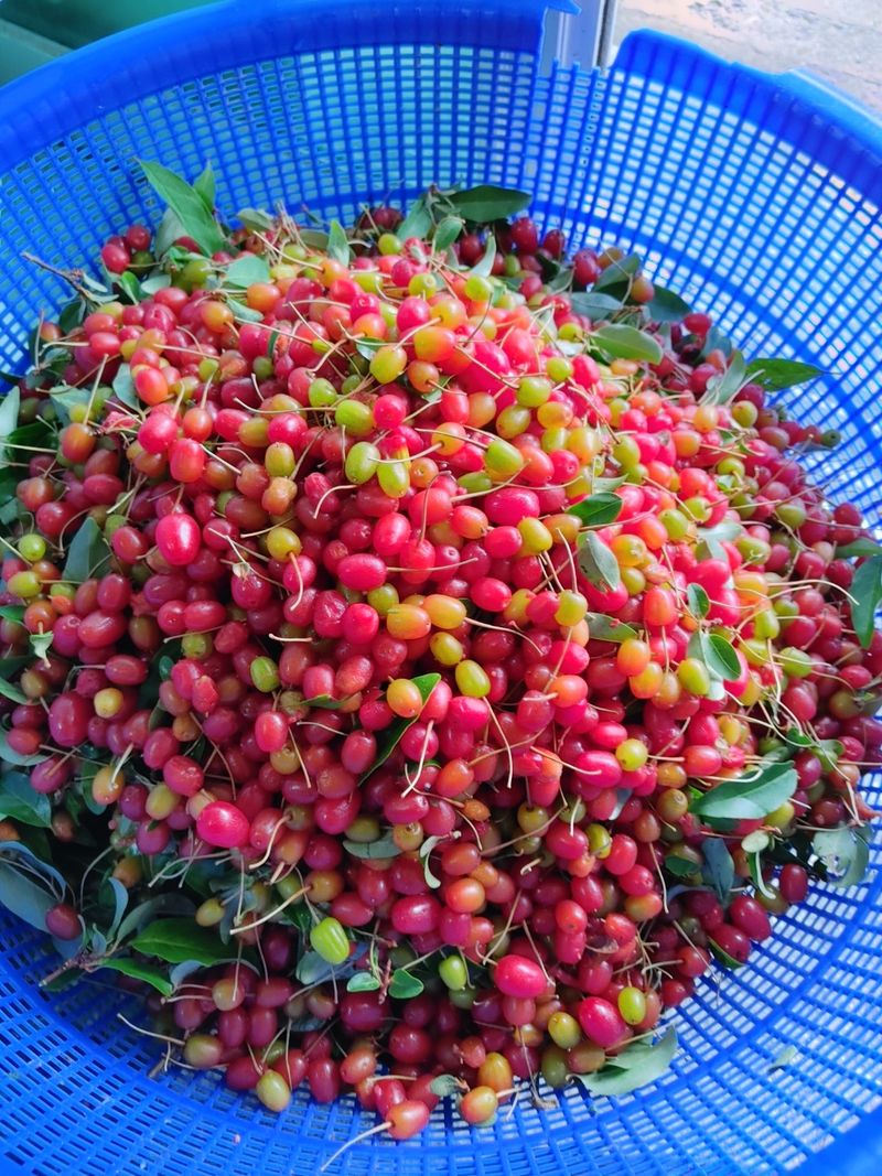 장터 상품 [(판매와료)자연산 보리수] 썸네일