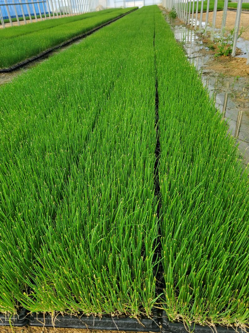 장터 상품 [대파200구트레이 모종판매합니다] 썸네일