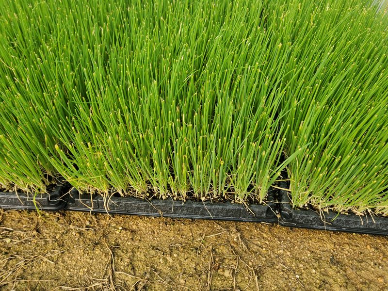 촘님의 장터 판매 상품 [대파200구트레이 모종판매합니다] 첨부 사진