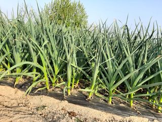 탕정농민님의 마늘 · 마늘 쪽 비대기 작성글 사진