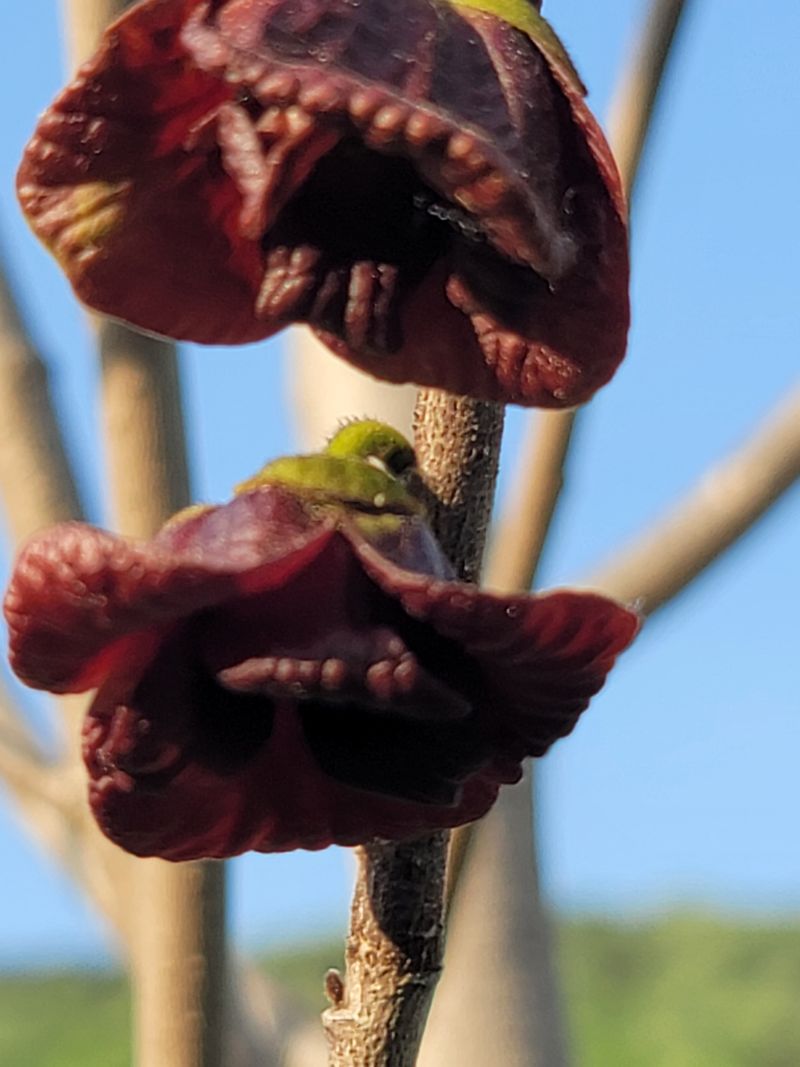 장터 상품 [포포열매 ] 썸네일