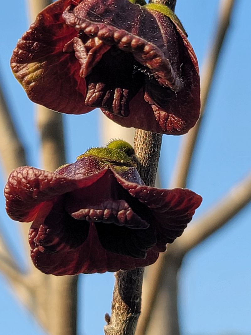 김안식~납작복숭아님의 장터 판매 상품 [포포열매 ] 첨부 사진