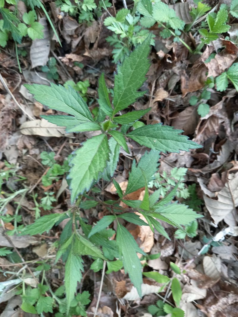 장터 상품 [누에형초석잠 모종  5개ㅣ0000 원] 썸네일