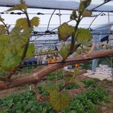 팜모닝 우리동네·구합니다/도움요청 게시글 이미지