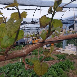 상주 한진학(달빛포님의 우리동네 · 구합니다/도움요청 작성글 사진