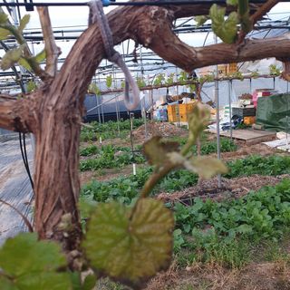 상주 한진학(달빛포님의 우리동네 · 구합니다/도움요청 작성글 사진