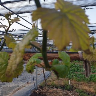 상주 한진학(달빛포님의 우리동네 · 구합니다/도움요청 작성글 사진