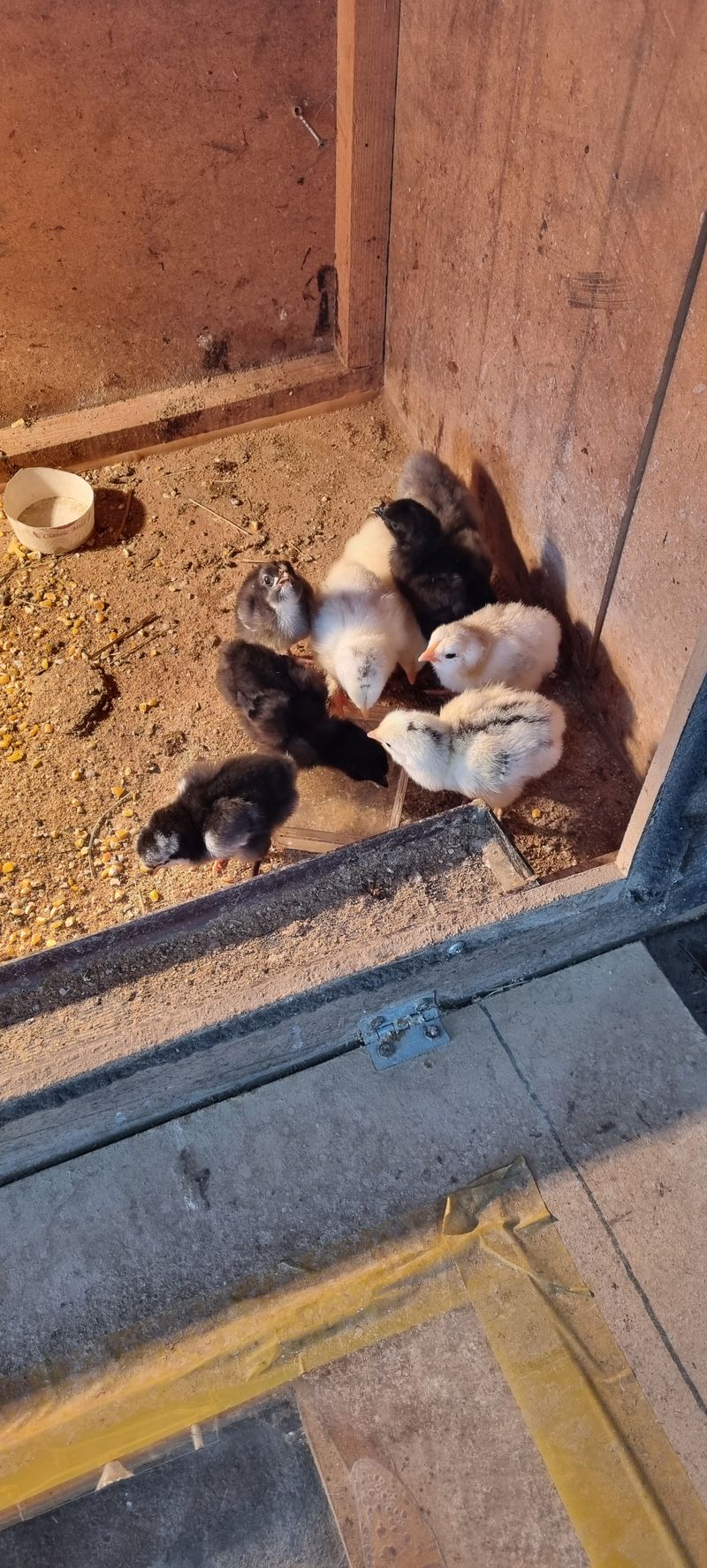 장터 상품 [브라마] 썸네일