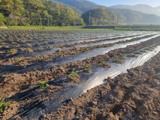 정용일님의 고추 · 파종•정식 작성글 사진