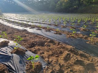 정용일님의 고추 · 파종•정식 작성글 사진