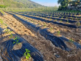 정용일님의 고추 · 파종•정식 작성글 사진
