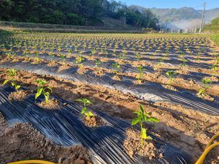 정용일님의 고추 · 파종•정식 작성글 사진