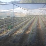 팜모닝 고추·자연재해•동물피해 게시글 이미지