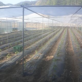 알 수 없음님의 고추 · 자연재해•동물피해 작성글 사진