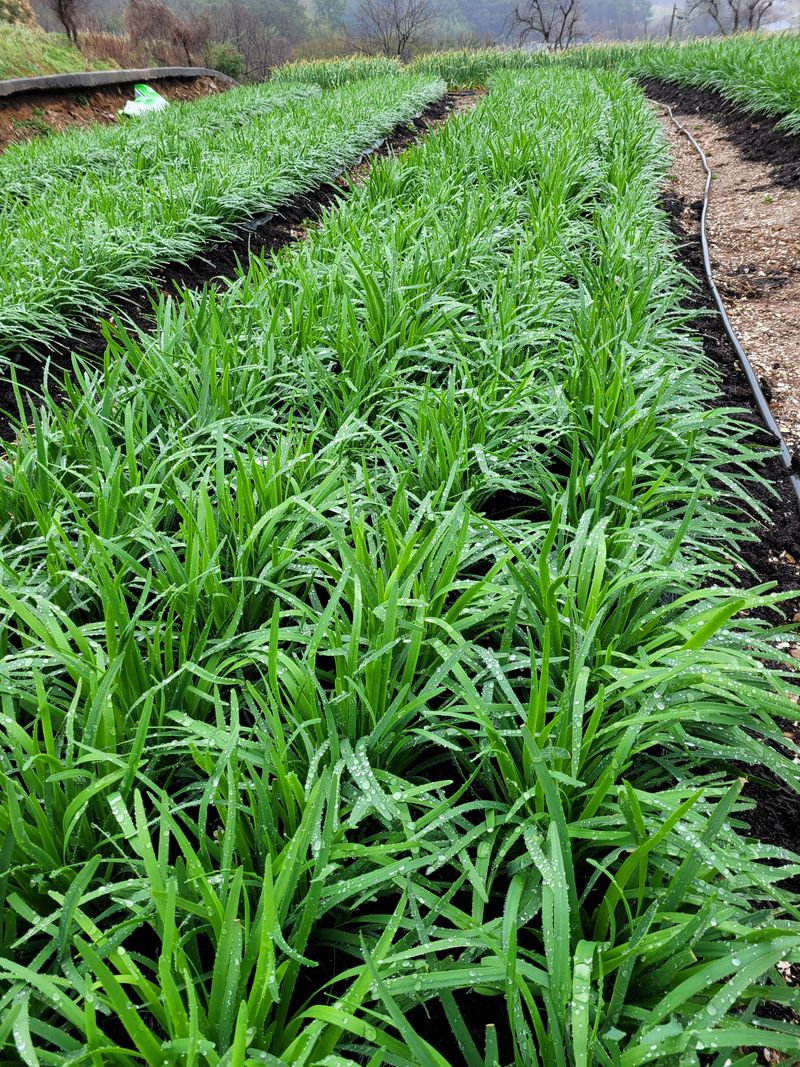 장터 상품 [부추 4키로] 썸네일