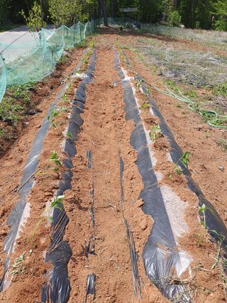 두릅나무10495님의 참깨 · 자유게시판 작성글 사진