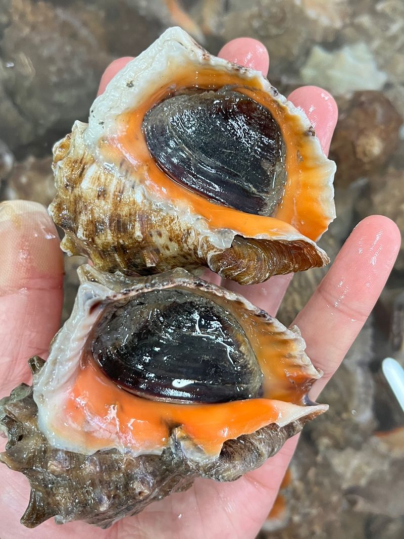 장터 상품 [가성비최고! 노마진 활참소라 1kg-11.000원] 썸네일