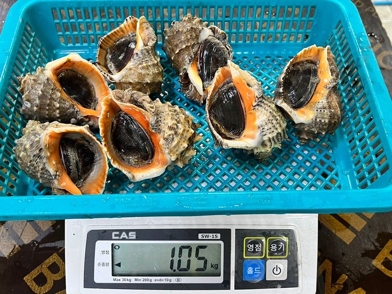 목포 물좋은수산님의 장터 판매 상품 [가성비최고! 노마진 활참소라 1kg-11.000원] 첨부 사진