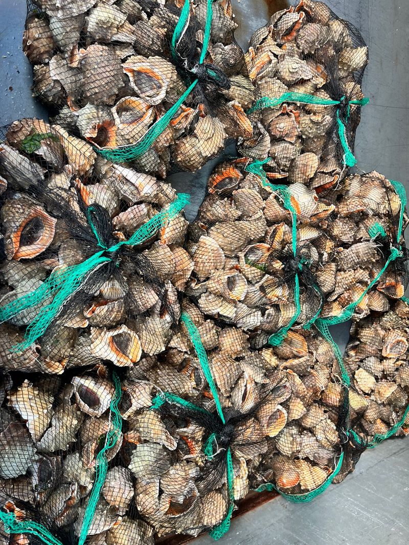 목포 물좋은수산님의 장터 판매 상품 [가성비최고! 노마진 활참소라 1kg-11.000원] 첨부 사진