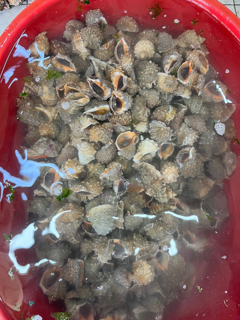 목포 물좋은수산님의 장터 판매 상품 [가성비최고! 노마진 활참소라 1kg-11.000원] 첨부 사진